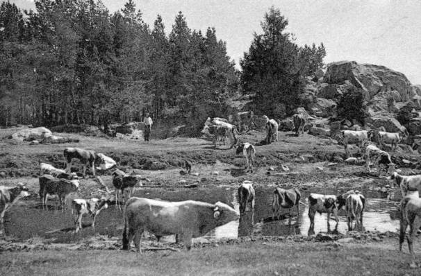 Vaches près de l´étang de Faverges