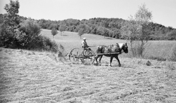 Les foins - Le fanage (juillet 1937)