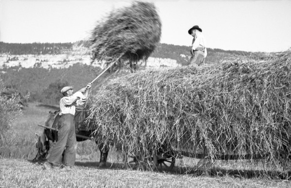 Les foins - Le chargement du char (juillet 1937)
