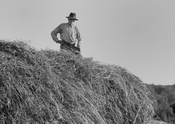 Les foins - L’entassement du foin (juillet 1937)