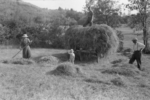 Les foins en famille (juillet 1943)