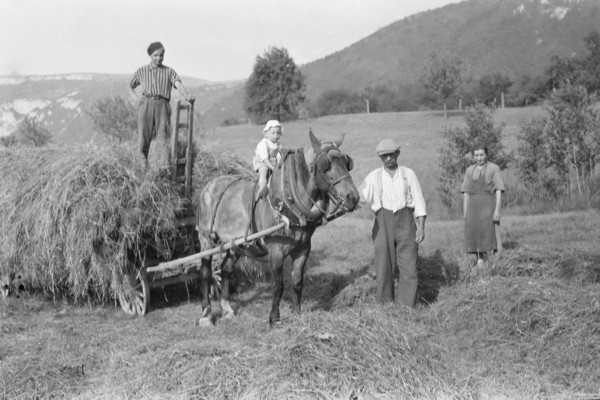 Les foins : pose photo (juillet 1943)