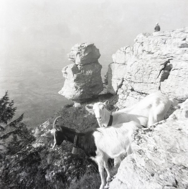 Rocher de la Sorcière au Grand Piton (juillet 1954)