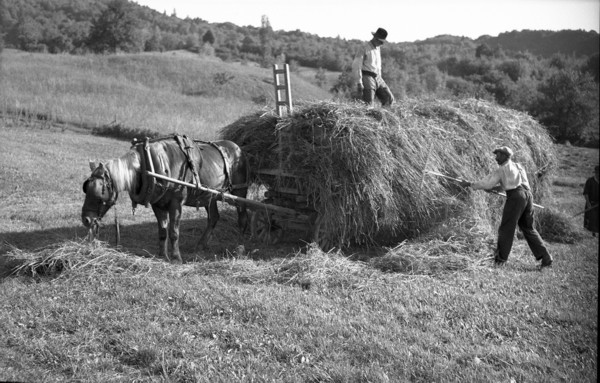 Les foins - Le peignage du char (juillet 1937)