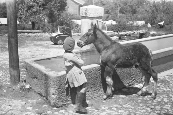 Poulain à Blécheins (mai 1948)