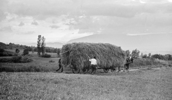 Les foins - La rentrée à la grange (juillet 1937)