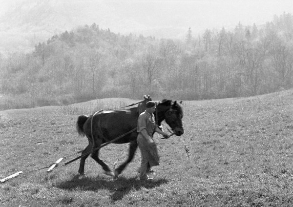 Le hersage des prés (mars 1945)