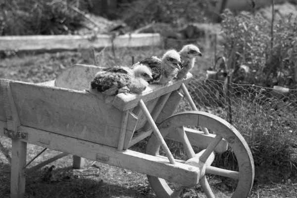 Les oisillons de buses variables (juin 1936)