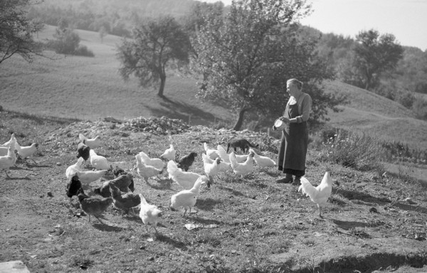 La basse-cour (juil. 1937)