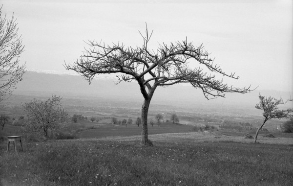 L'arbre de la victoire (8 mai 1945)