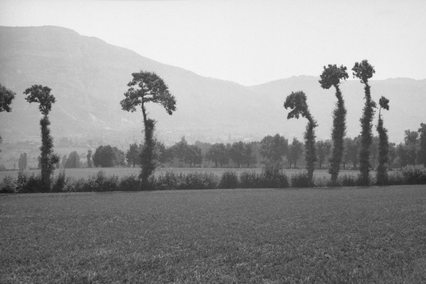 Campagne dans la région de Compesières (juin 1937)
