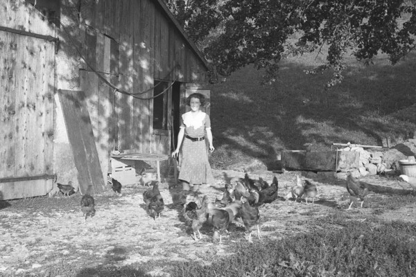 La basse-cour à Montfort (1934)