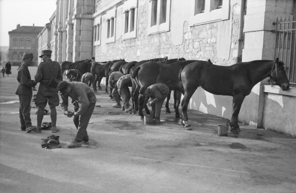 Soins aux chevaux de l’armée (avril 1938)