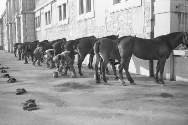Soins aux chevaux de l’armée (avril 1938)