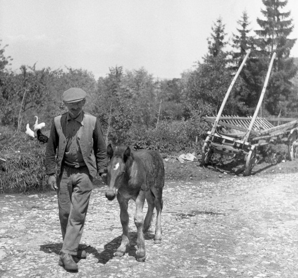 Le poulain et le char à échelles (1947)