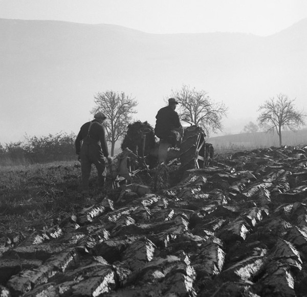 Labours motorisés (v. 1950)