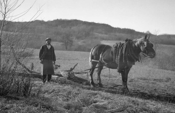 Le cheval et l'arbre (déc. 1936)