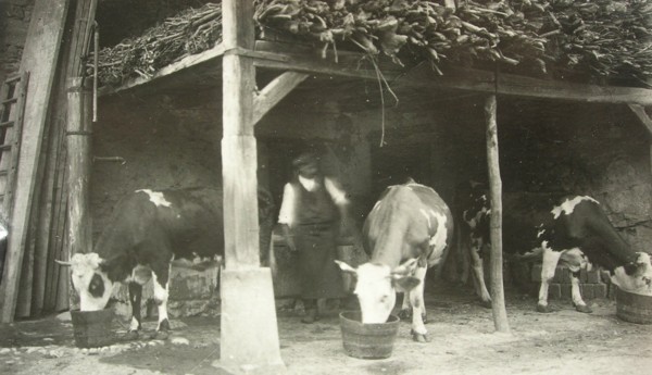 Trois vaches à Monnetier