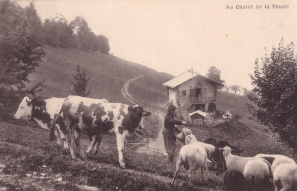 Moutons et berger à La Thuile