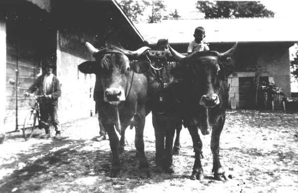 Attelage de boeufs à Vovray-en-Bornes (1941)
