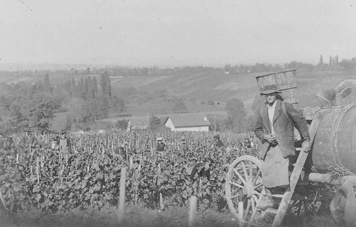 Vendanges à Archamps vers 1925
