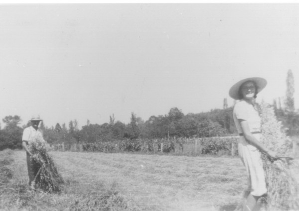 Les moissons (vers 1947)